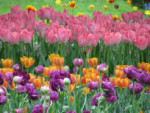 59-IMG_0669_hochesh zhit' snova.jpg